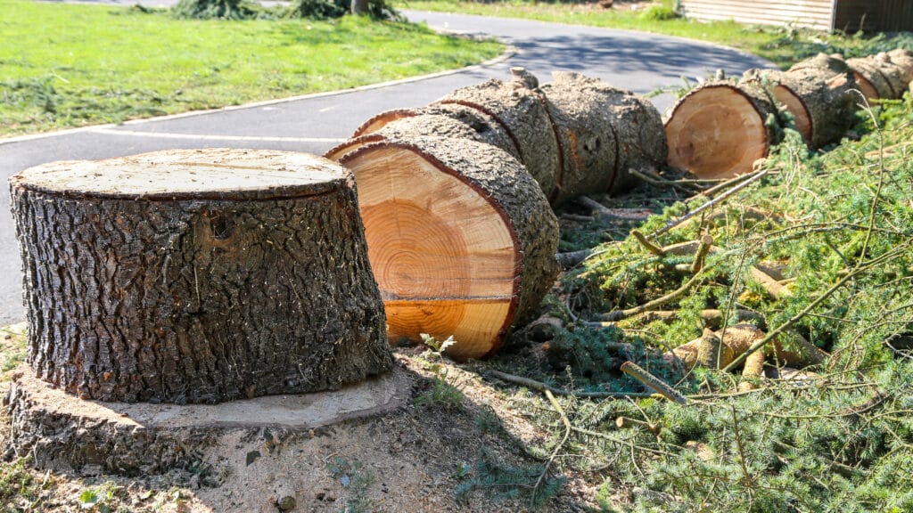 Tronc d'arbre fraîchement coupé en sections, montrant la souche et les rondins de bois au sol avec branches, près d'une route.
