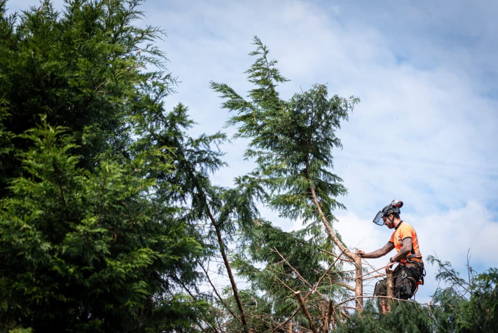 Élagueur professionnel en équipement de sécurité orange et noir, coupant des branches d'un grand arbre sous un ciel nuageux.